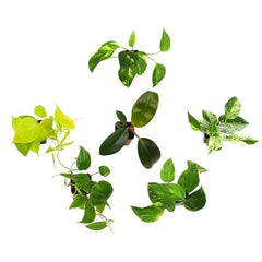 Plants for Pets Marble Queen pothos leaves with variegation