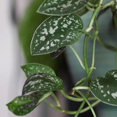 Plants for Pets silver satin pothos offers reflective foliage in low light.