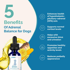 Dog enjoying Adrenal Balance mixed with wet or dry food.