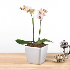 Orchid potting with Pulovin LECA for root aeration