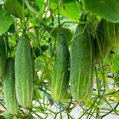 Purely Organic Marketmore 76 harvested cucumbers, smooth and 8-9 inches long for slicing.