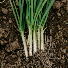 Seedling planting guide for Purely Organic Onion Seeds Bunching Evergreen for even spacing