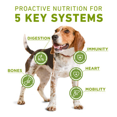 Purina ONE Plus kibble and shreds close-up highlighting crunchy texture