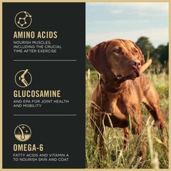 Purina Pro Plan Sport dog in motion illustrating performance nutrition.