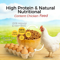 Chickens pecking RANZ dried mealworms for a protein-rich snack.