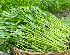 Ong Choy seeds germinating in warm soil, ideal for quick maturity.