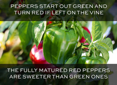 RDR Seeds heirloom non-GMO California Wonder seeds in packet and seed quality