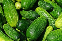 RDR Seeds Straight Eight cucumber great for crisp slicing in salads.