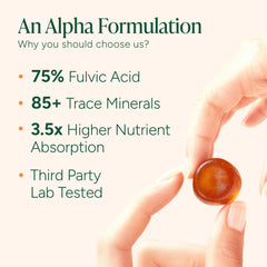 ROOT LABS Alpha Shilajit Gummies maca and tongkat ali blend supports daily energy.