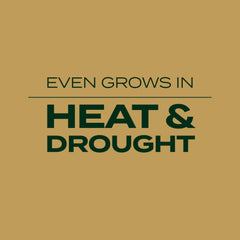 Scotts EZ Seed with controlled-release fertilizer supports steady growth.