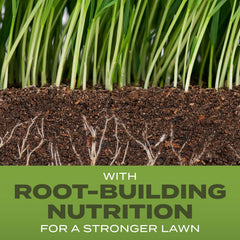 Scotts Tall Fescue seed closeup highlighting strong root-building nutrition