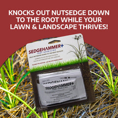 Sedgehammer Plus nutsedge killer in lawn shows effective control with minimal turf impact.