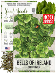 Seed Needs Bells of Ireland green bell-shaped blooms for elegant garden display and cut arrangements.