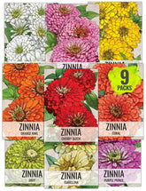 Seed Needs California Giants zinnias seed pack for vibrant pollinator-friendly garden color