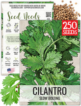 Seed Needs cilantro seeds pack front shows brand and planting option for home gardens