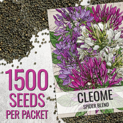 Seed Needs Cleome pink spidery bloom close-up attracting pollinators