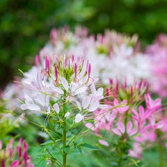 Seed Needs Cleome seeds packet back with sowing instructions for easy germination