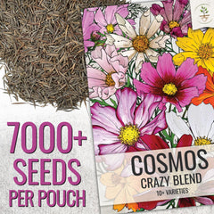 Seed Needs open-pollinated cosmos seeds promise steady germination and bustling pollinator appeal.