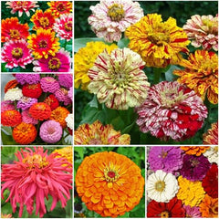 Seed Needs Crazy Zinnia Mix full sun garden in bloom.