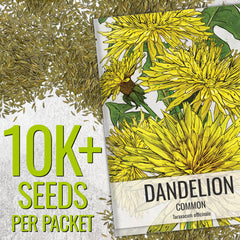 Seed Needs Dandelion seeds show strong germination potential when sown correctly.
