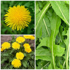 Seed Needs Dandelion seeds open-pollinated heirloom, perfect for traditional herb garden planting.