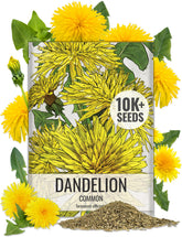 Seed Needs Dandelion seeds in packaging closeup, ideal for easy sowing in your herb garden.