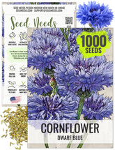 Seed Needs Dwarf Blue Cornflower planting in borders or containers for color