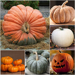 Seed Needs harvest-ready pumpkins growth stage image suggests 90-125 days to harvest.