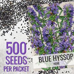Seed Needs Hyssop seeds aromatic leaves improve herbal cooking flavors