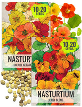 Seed Needs Jewel Blend nasturtium flowers brighten containers and borders