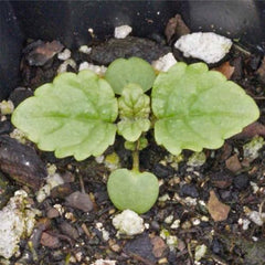 Seed Needs lemon balm leaf aroma highlighting lemon-scented foliage for tea and cooking