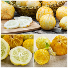 Seed Needs lemon cucumber fruits closeup shows bright, citrusy crunch for salads.