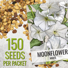 Seed Needs Moonflower vines on trellis showing rapid climbing growth.