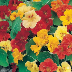 Seed Needs Nasturtium Double Gleam vine full length; dramatic trailing blooms for containers.