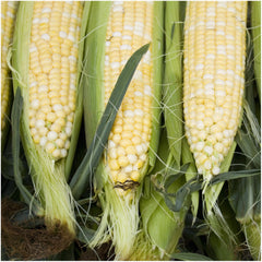 Seed Needs Peaches and Cream harvest-ready corn ears in a sunlit garden.