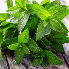 Seed Needs peppermint germination guide for quicker sprouting