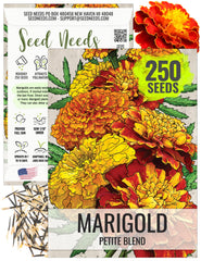 Seed Needs Petite Marigold Seeds blend blooms in dense clusters to brighten borders.