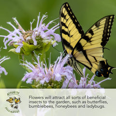 Seed Needs Petite Marigold Seeds attract pollinators, supporting a lively garden.