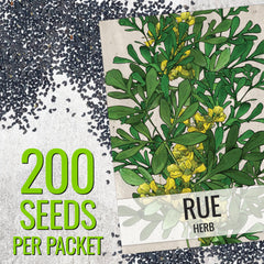 Seed Needs Rue leaves—blue-green fern-like foliage for a lush herb garden