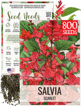 Seed Needs Scarlet Red Sage seeds packet front for spring border planting