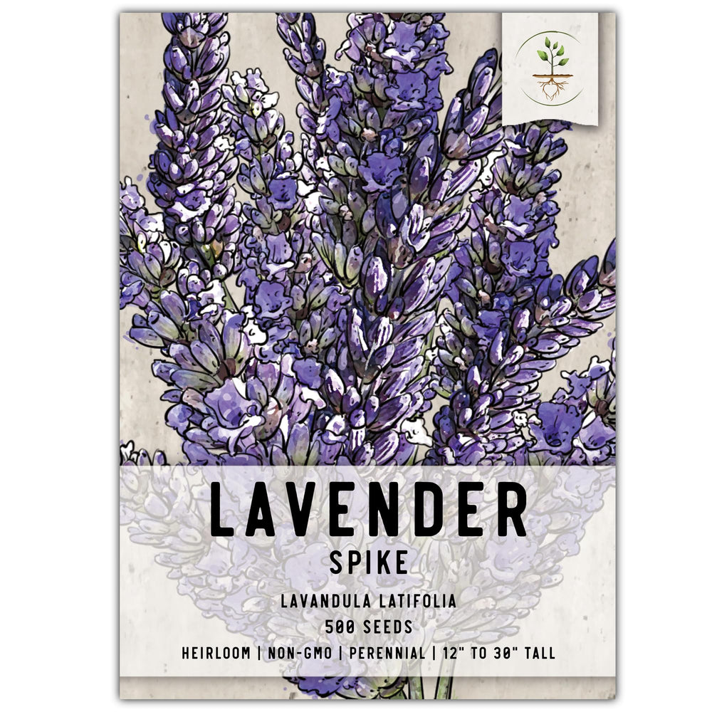 Seed Needs Spike Lavender seeds in a packet ready for easy home planting