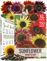 Seed Needs Sunset Blend seed packet front shows vibrant sunflowers for a pollinator-friendly garden.