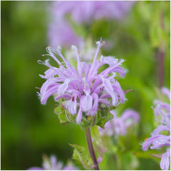 Seed Needs Wild Bee Balm seed packet highlighting pollinator-friendly nectar