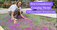 Seeds Of Strength creeping thyme thrives in dry conditions, a drought-tolerant ground cover