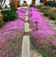 Seeds Of Strength creeping thyme leaves ready for harvest to flavor dishes