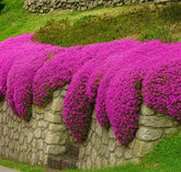 Seeds Of Strength creeping thyme purple pink bloom adds fragrance to your garden