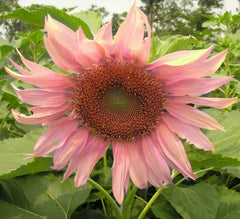 Seeds Of Strength Giant Sunflower Seeds Mix purple blooms add height and drama