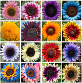 Seeds Of Strength Giant Sunflower Seeds Mix rainbow display attracts pollinators