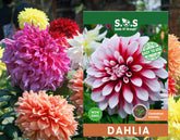 Seeds Of Strength labyrinth dahlia bloom pattern in sunlit bed boosts yard color and focal point