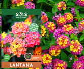 Seeds Of Strength lantana seeds pack in hand, ideal for drought-tolerant garden planning